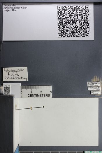 Media type: image;   Entomology 576297